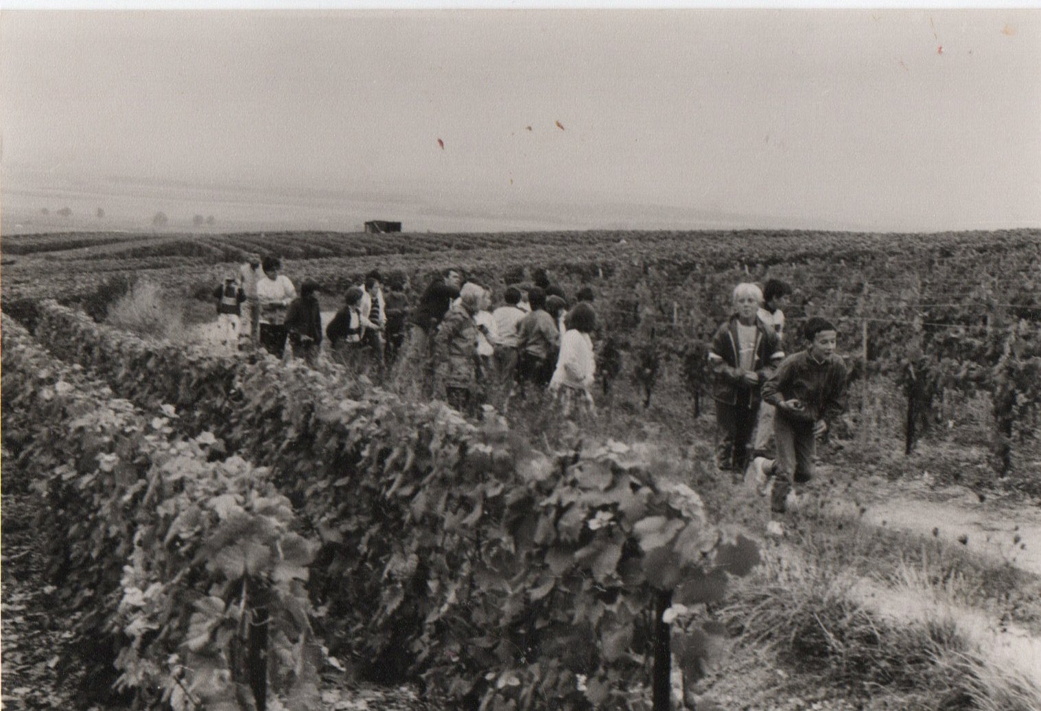 École Primaire Joliot-Curie